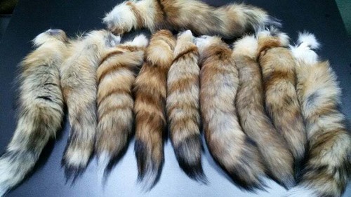 Queue renard - renard, tail)